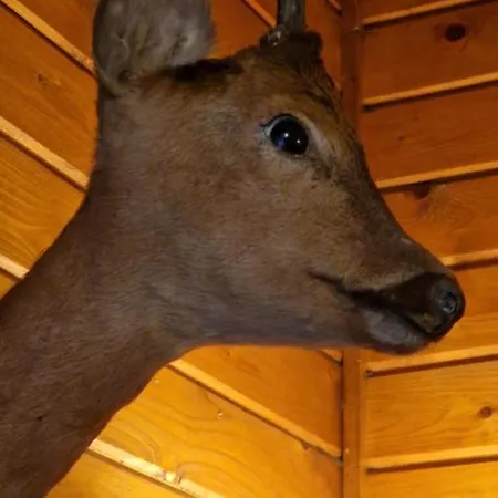 Coo