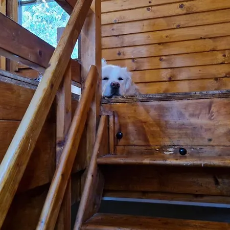 Coo * Ставело